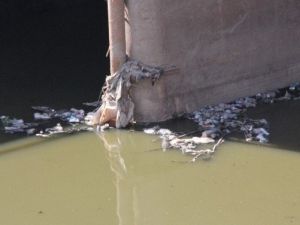 Asi Nehri Ab Gündemine Taşınıyor
