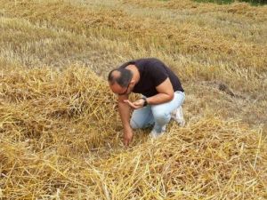 Çarşamba’da Buğday Hasadı Başladı
