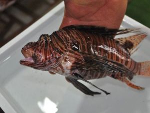 Zehirli Aslan Balığı Gazipaşa’da Ağlara Takıldı