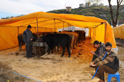 Trabzon'da kurbanlar 18 yerde kesilecek