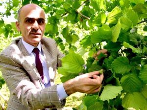 Ulusal Fındık Konseyi Başkanı Arslantürk’e Kozoğlu’nun Ardından Karan’dan Da Tepki
