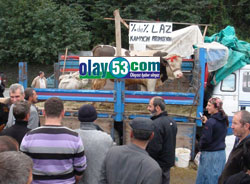 Rize'de Bu Öküzü Alana, Kamyon Bedava!
