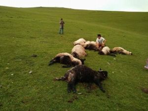 Giresun’da Yaylaya Yıldırım Düştü: 11 Koyun Telef Oldu