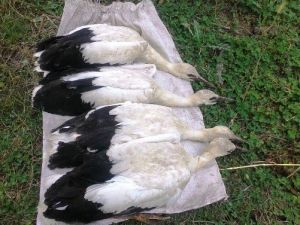 Yuvadan Düşen Leylekler Kurtarıldı