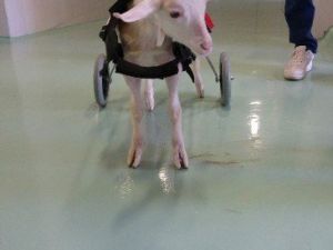 Yürüyemeyen Oğlağa Ortez Takıldı