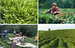 Çay Sezonu başlıyor