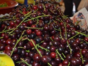 Karayemiş Eczane Gibi