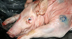 Artvin'de 200 kg. domuz eti yakalandı