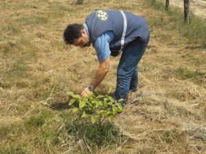 Düzce’de Ceviz Sahalarının Bakımları Devam Ediyor
