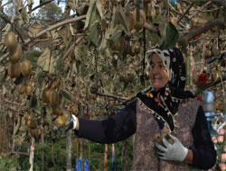 Çayın Başkentinden 10 Bin Ton Kivi