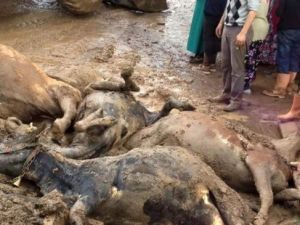 Fatsa’da Selden Bir Ahır Çöktü, 8 Büyükbaş Hayvan Telef Oldu