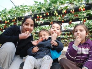 Rusya İle Barış, Silifkeli Üreticileri Sevindirdi