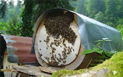 Kara Kovan Balı Altın Gibi Kıymetli