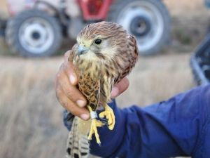 Elbistan’da Bulunan Kuşu ‘İsrail Ajanı’ Sandılar