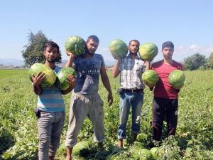 Bafra Karpuzu Yok Satıyor