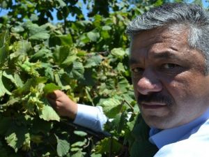 Fındıkta Rekolte Değerlendirmesi