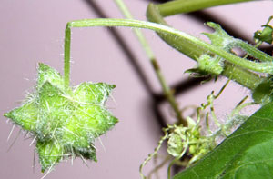 "İtdolanbacı" Tehdidine Karşı Eylem Planı Hazırlandı
