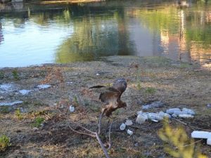 Ceyhan Nehri’ne Düşen Yaralı Doğanı İtfaiye Kurtardı