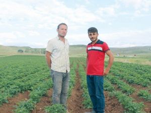 Gümüşhane’nin Köse İlçesinde Karadeniz’e Yetecek Patates Var Depo Yok