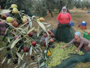 Türkiye’nin İlk Zeytin Osb’sinin Temeli Burhaniye’de Atılıyor