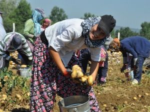 Patates Çiftçinin Yüzünü Güldürmedi