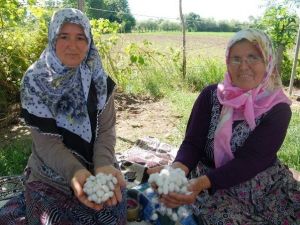 Samsun’da İpek Böceği Yetiştiriciliği Artıyor