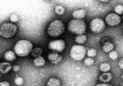 Dikkat! Ölümcül virüs Türkiye'de