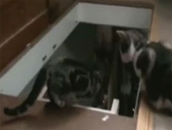 Hiç Kedi Kediye Bunu Yapar mı? - VİDEO