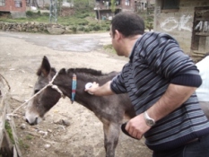 Tek Tırnaklı Hayvanlarda Tarama