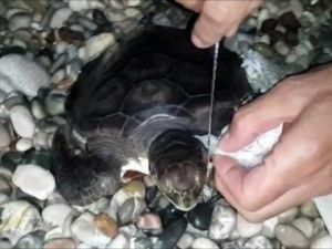 Yavru Carettayı Plastik Torbadan Kurtarma Operasyonu