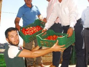 25 Bin Ton Örtü Altı Domates Rusya’ya İhraç İçin Yola Çıktı