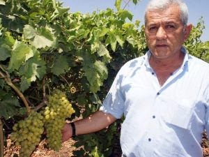 Üzüm Üreticisinin Gözü Rusya’da