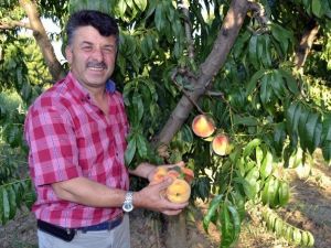 Şeftali Yüz Güldürdü