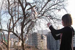 Rize Sahilinde Dilek Ağacı