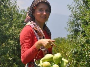Armutta Rekolte, Düştü Fiyat Arttı