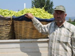 Yenişehir’de Biber Hasadı Başladı
