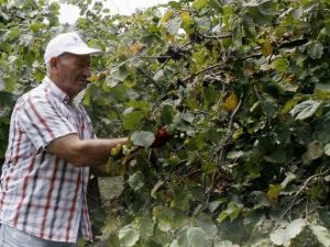 Trabzonlu Fındık Bahçesine Erken Girdi