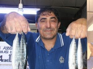 Palamut Bu Yıl Kendini Erken Gösterdi