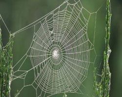 Örümcek ağının ilginç sırrı ortaya çıktı!