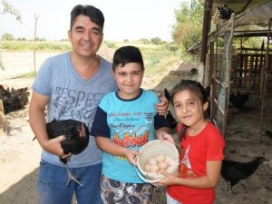 Altın Yumurtlayan Tavuk Gerçek Oldu
