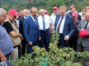 Örnek Bahçelerde İlk Fındık Hasadı Yapıldı