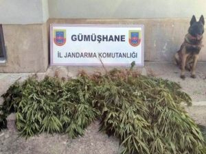 Gümüşhane’de Jandarma’dan Uyuşturucu Operasyonu