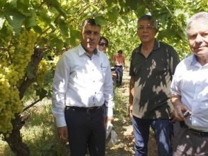 Rusya Heyetinden Üzüm Bağlarında İnceleme