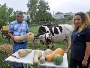 Hayvan Yemine Milli Çözüm: Kabak