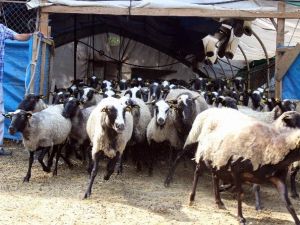 Adeta Kuzu Fabrikası Olan Bu Koyunlar Kurbanlık Fiyatlarını Düşürecek