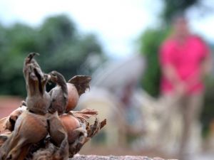 Karadeniz’in Yeşil Altını ’Fındık’ Strese Girdi, Rekolte Düştü