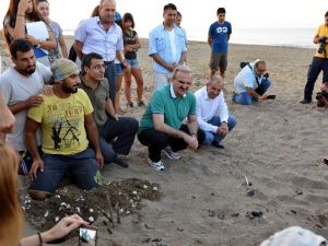 Caretta Carettalara ’Ohal’ Koruması