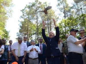 Sinop’ta 200 Sülün Doğaya Salındı