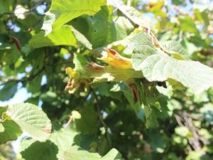 Fındık Tozları Astım Atağına Yol Açıyor