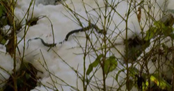 Kış Uykusundan Erken Uyanınca Ölüme Gitti!